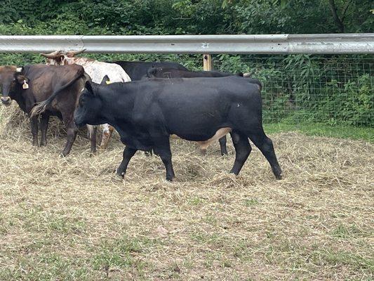 These are cows and goats they have. What a great selection!