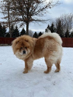 Before his groom