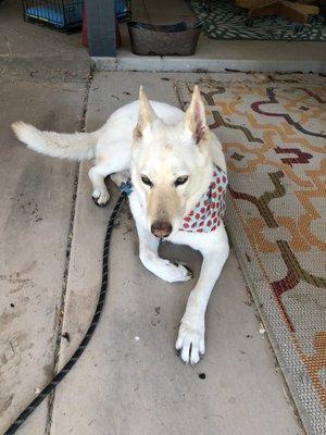 Isn't she pretty!  Love the bandana!