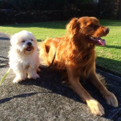 Luke the Lhasa Apso and Camber the Golden Retriever mix enjoying a walk in their neighborhood in Hawaii Kai!