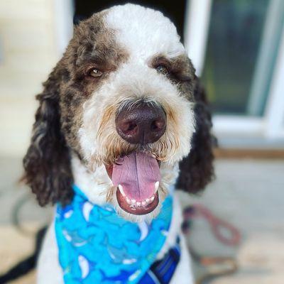 Handsome boy after his groom!