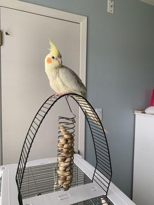 Cockatiel