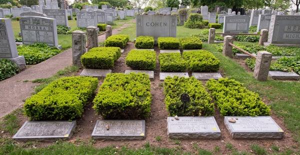 Family gravesite showing full beds of taxus.