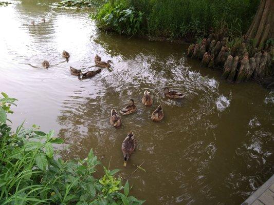 Lots of ducks