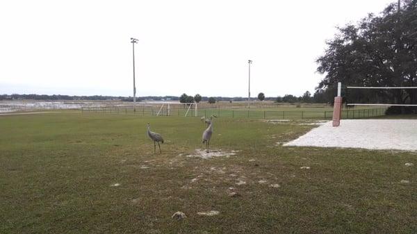 Sand volleyball & lighted soccer field.