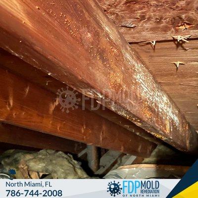 Crawl space mold inspection