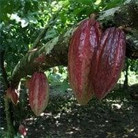 Cacao bean on tree