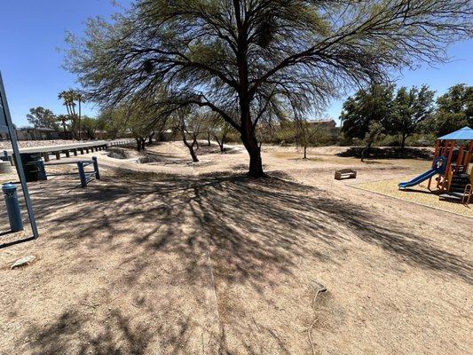 Huge mature shade trees