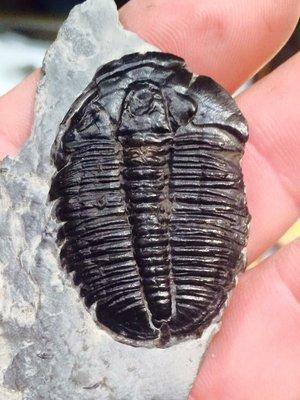 Trilobite specimen!