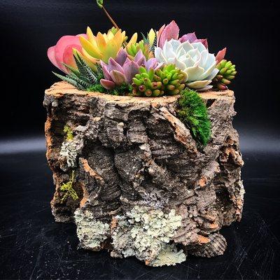 succulents in natural cork pot