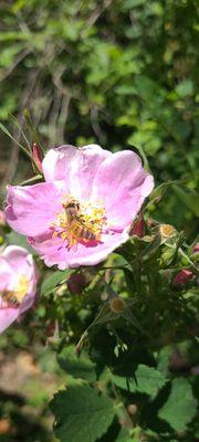 Wild rose and bee on the trail up to Krotona