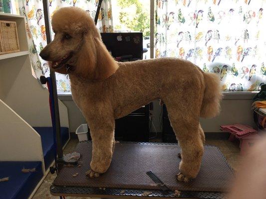 Standard poodle second angle