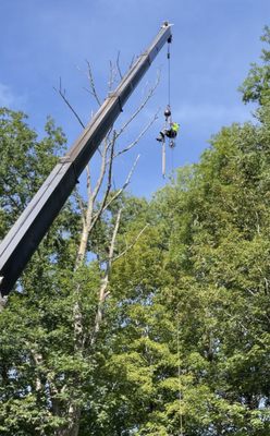 Howard being craned to the top of the Ash tree