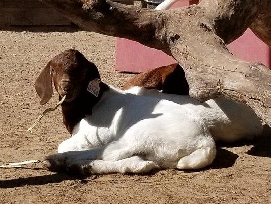 Boer Goats