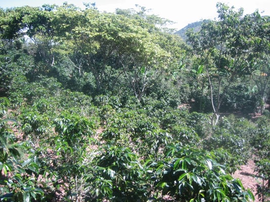 We go all the way to the origin for our coffee. Coffee trees that will soon be harvested.