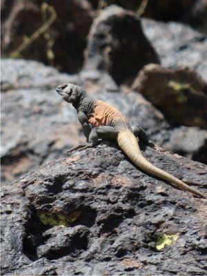 Chuckwalla