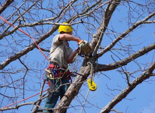 Tree Trimming