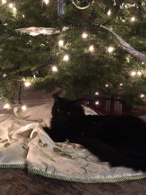 Little black kitty enjoying the Christmas tree.