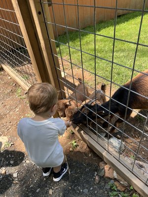 Feeding goats