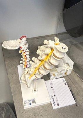 3D spinal diagram at Novant Health Spine Specialists