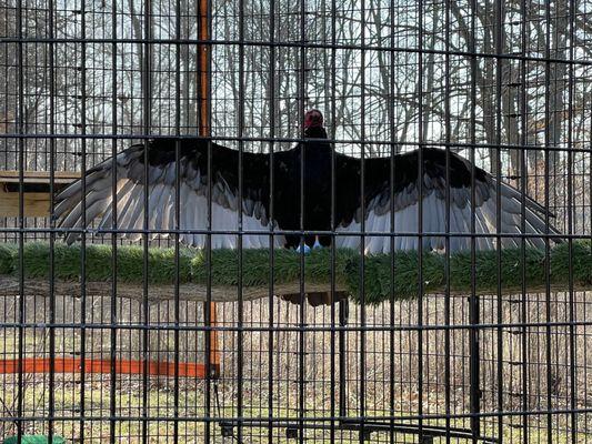 40 year old Turkey Vulture named Darryl