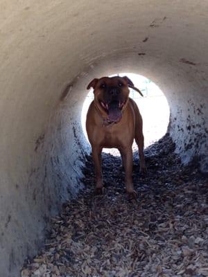 Pele LOVED cooling down in the tunnel!