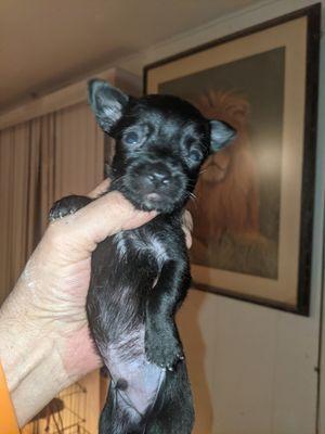 Teacup black Australian dwarf terrier $350 or if you want papers it's $450