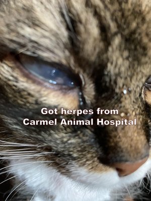 Herpes from Carmel Animal Hospital.