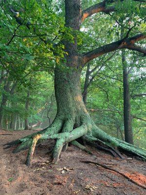 Nordhouse Dunes Wilderness Area