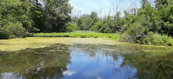 Murky, marshy pond.