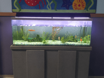 Fish tank