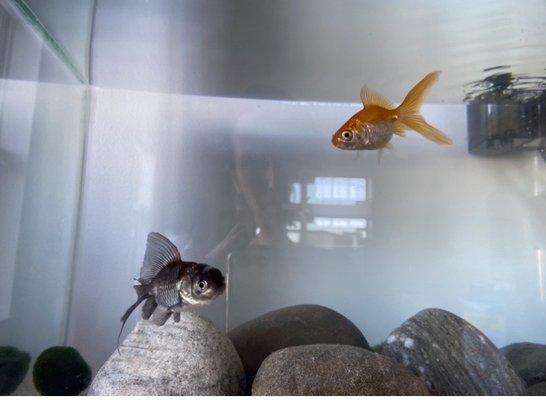 Oranda and Goldfish Fantail