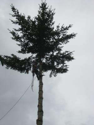 #1 Douglas Fir removal Bellevue, WA