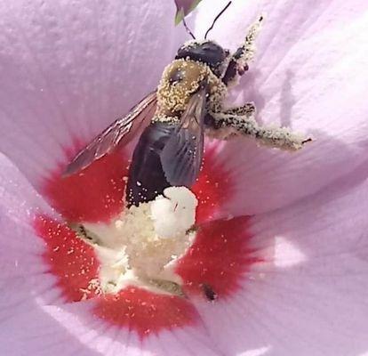 Bee enjoying the pollen