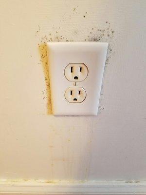 Moldy ELECTRIC outlet #safetyfirst