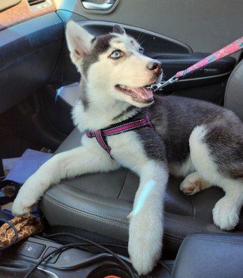 The day we met at SPARC. Harley is getting ready for her ride to her new home with us.