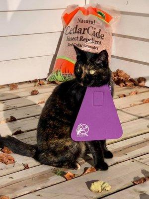 We carry Cat Bibs that keep our bird population safe. Yes, they work!