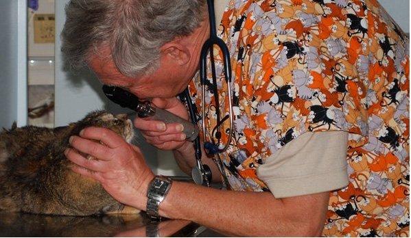 Lombard Animal Clinic's Dr. Kipnis treating an animal.