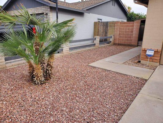 Rockbed previously full of weeds absolutely perfect Palms look amazing