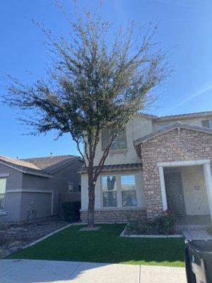 After photo of a tree trim, customer wanted it very very thinned out to prevent it from touching the house. They loved it !