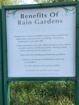 A garden built to absorb parking lot runoff