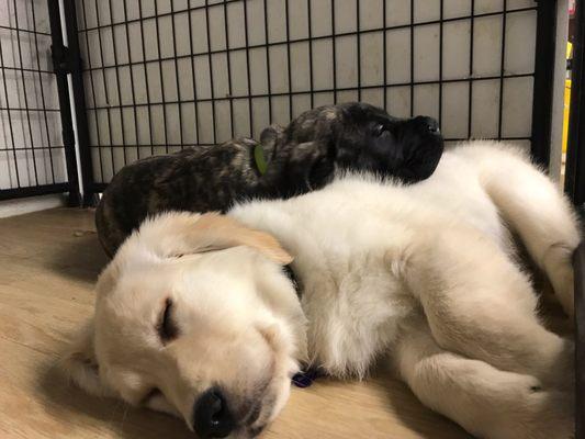 Lily and her buddy Atticus taking a nap after lunch