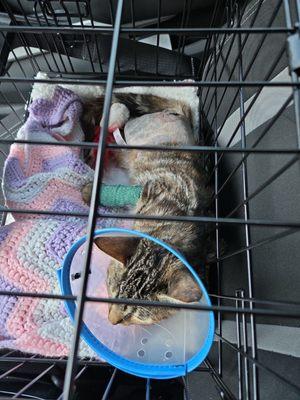 KITTEN HIP FRACTURE SURGERY