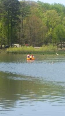 Rent a paddle boat