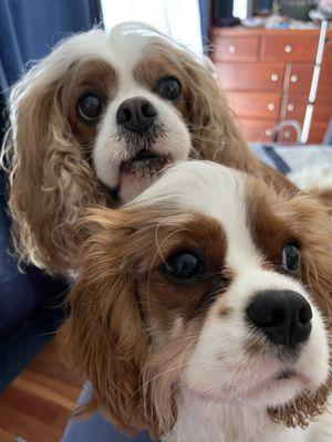 Quincy and Riley Cavalier King Charles Spaniels