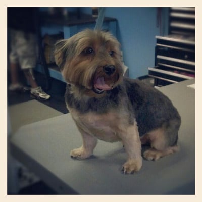 Baily. Groomed by Sarah