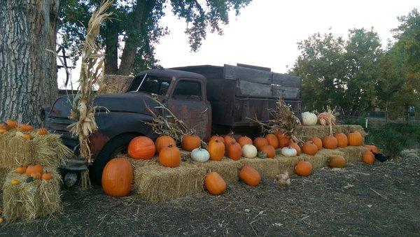 Pumpkin patch decorations