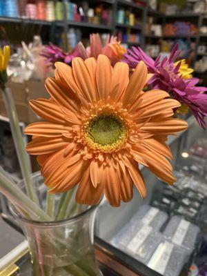 Gerbera