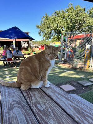 Yard cat