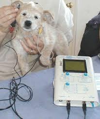 Baer Hearing Test now available at Desert Inn Animal Hospital!